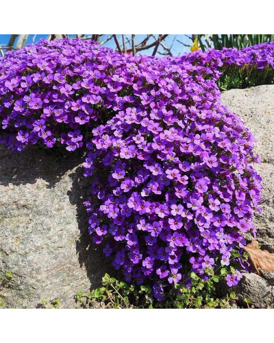 Обрієта гібридна Каскад Пурпл (фіолетова) | Aubrieta hybrida Purple Cascade (violet) | Обриета гибридная Каскад Пурпл (фиолетовая)