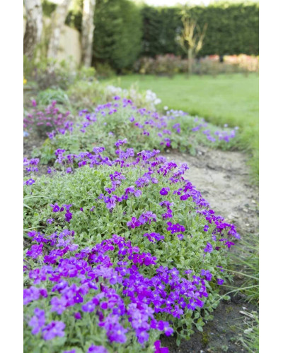 Обрієта гібридна Каскад Пурпл (фіолетова) | Aubrieta hybrida Purple Cascade (violet) | Обриета гибридная Каскад Пурпл (фиолетовая)