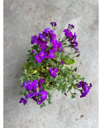 Обрієта гібридна Каскад Пурпл (фіолетова) | Aubrieta hybrida Purple Cascade (violet) | Обриета гибридная Каскад Пурпл (фиолетовая)