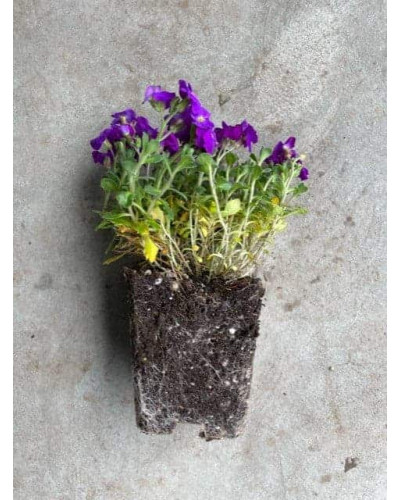 Обрієта гібридна Каскад Пурпл (фіолетова) | Aubrieta hybrida Purple Cascade (violet) | Обриета гибридная Каскад Пурпл (фиолетовая)