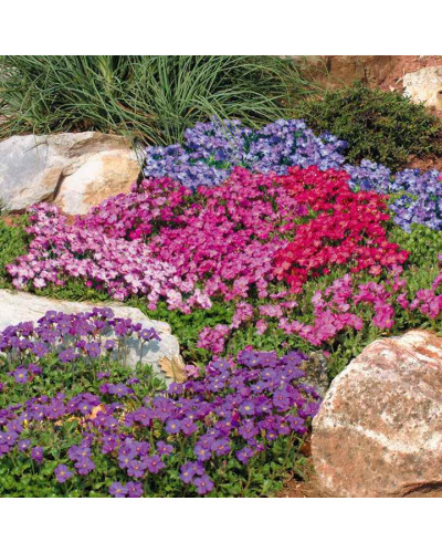 Обрієта гібридна Каскад Пурпл (фіолетова) | Aubrieta hybrida Purple Cascade (violet) | Обриета гибридная Каскад Пурпл (фиолетовая)