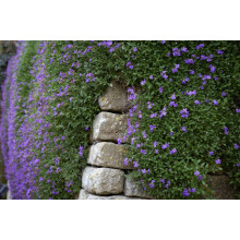 Обрієта гібридна Каскад Пурпл (фіолетова) | Aubrieta hybrida Purple Cascade (violet) | Обриета гибридная Каскад Пурпл (фиолетовая)