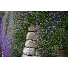 Обрієта гібридна Каскад Пурпл (фіолетова) | Aubrieta hybrida Purple Cascade (violet) | Обриета гибридная Каскад Пурпл (фиолетовая)