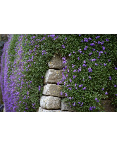 Обрієта гібридна Каскад Пурпл (фіолетова) | Aubrieta hybrida Purple Cascade (violet) | Обриета гибридная Каскад Пурпл (фиолетовая)