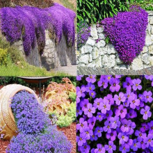 Обрієта гібридна Каскад Пурпл (фіолетова) | Aubrieta hybrida Purple Cascade (violet) | Обриета гибридная Каскад Пурпл (фиолетовая)