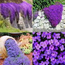 Обрієта гібридна Каскад Пурпл (фіолетова) | Aubrieta hybrida Purple Cascade (violet) | Обриета гибридная Каскад Пурпл (фиолетовая)