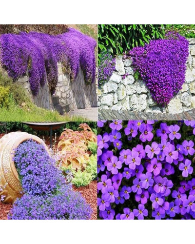 Обрієта гібридна Каскад Пурпл (фіолетова) | Aubrieta hybrida Purple Cascade (violet) | Обриета гибридная Каскад Пурпл (фиолетовая)