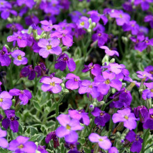 Обрієта гібридна Каскад Пурпл (фіолетова) | Aubrieta hybrida Purple Cascade (violet) | Обриета гибридная Каскад Пурпл (фиолетовая)