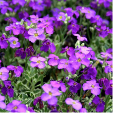 Обрієта гібридна Каскад Пурпл (фіолетова) | Aubrieta hybrida Purple Cascade (violet) | Обриета гибридная Каскад Пурпл (фиолетовая)