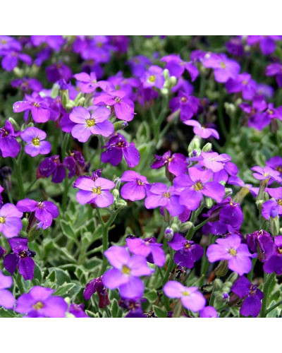 Обрієта гібридна Каскад Пурпл (фіолетова) | Aubrieta hybrida Purple Cascade (violet) | Обриета гибридная Каскад Пурпл (фиолетовая)