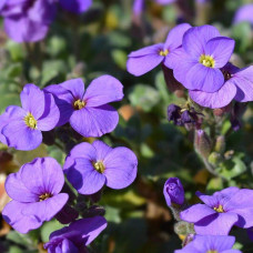 Обрієта гібридна Каскад Пурпл (фіолетова) | Aubrieta hybrida Purple Cascade (violet) | Обриета гибридная Каскад Пурпл (фиолетовая)