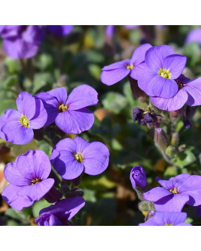Обрієта гібридна Каскад Пурпл (фіолетова) | Aubrieta hybrida Purple Cascade (violet) | Обриета гибридная Каскад Пурпл (фиолетовая)