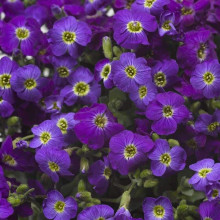 Обрієта гібридна Каскад Пурпл (фіолетова) | Aubrieta hybrida Purple Cascade (violet) | Обриета гибридная Каскад Пурпл (фиолетовая)