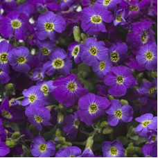 Обрієта гібридна Каскад Пурпл (фіолетова) | Aubrieta hybrida Purple Cascade (violet) | Обриета гибридная Каскад Пурпл (фиолетовая)