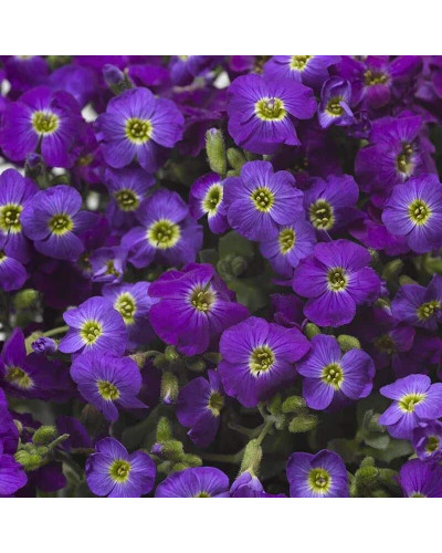 Обрієта гібридна Каскад Пурпл (фіолетова) | Aubrieta hybrida Purple Cascade (violet) | Обриета гибридная Каскад Пурпл (фиолетовая)