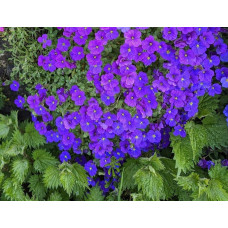Обрієта гібридна Каскад Пурпл (фіолетова) | Aubrieta hybrida Purple Cascade (violet) | Обриета гибридная Каскад Пурпл (фиолетовая)