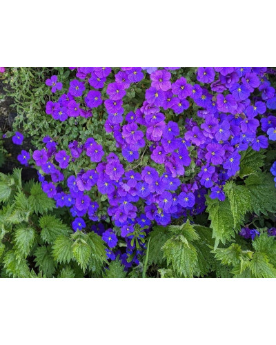 Обрієта гібридна Каскад Пурпл (фіолетова) | Aubrieta hybrida Purple Cascade (violet) | Обриета гибридная Каскад Пурпл (фиолетовая)