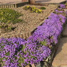 Обрієта гібридна Каскад Пурпл (фіолетова) | Aubrieta hybrida Purple Cascade (violet) | Обриета гибридная Каскад Пурпл (фиолетовая)