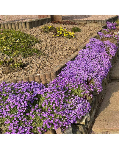 Обрієта гібридна Каскад Пурпл (фіолетова) | Aubrieta hybrida Purple Cascade (violet) | Обриета гибридная Каскад Пурпл (фиолетовая)