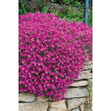 Обрієта гібридна `Каскад Пінк` | Aubrieta hybrida `Cascade Pink` | Обриета гибридная `Каскад Пинк`