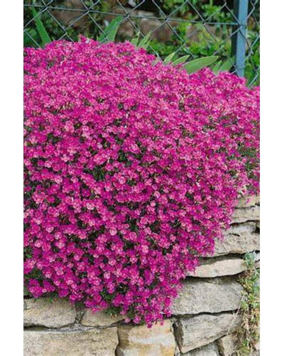 Обрієта гібридна `Каскад Пінк` | Aubrieta hybrida `Cascade Pink` | Обриета гибридная `Каскад Пинк`