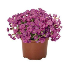 Обрієта гібридна `Каскад Пінк` | Aubrieta hybrida `Cascade Pink` | Обриета гибридная `Каскад Пинк`