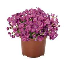 Обрієта гібридна `Каскад Пінк` | Aubrieta hybrida `Cascade Pink` | Обриета гибридная `Каскад Пинк`