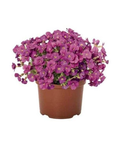 Обрієта гібридна `Каскад Пінк` | Aubrieta hybrida `Cascade Pink` | Обриета гибридная `Каскад Пинк`