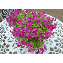 Обрієта гібридна `Каскад Пінк` | Aubrieta hybrida `Cascade Pink` | Обриета гибридная `Каскад Пинк`