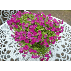 Обрієта гібридна `Каскад Пінк` | Aubrieta hybrida `Cascade Pink` | Обриета гибридная `Каскад Пинк`
