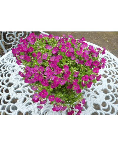 Обрієта гібридна `Каскад Пінк` | Aubrieta hybrida `Cascade Pink` | Обриета гибридная `Каскад Пинк`