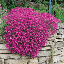 Обрієта гібридна `Каскад Пінк` | Aubrieta hybrida `Cascade Pink` | Обриета гибридная `Каскад Пинк`
