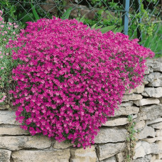 Обрієта гібридна `Каскад Пінк` | Aubrieta hybrida `Cascade Pink` | Обриета гибридная `Каскад Пинк`