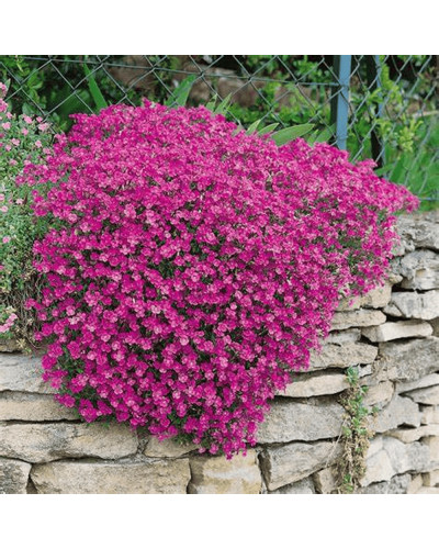 Обрієта гібридна `Каскад Пінк` | Aubrieta hybrida `Cascade Pink` | Обриета гибридная `Каскад Пинк`