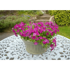 Обрієта гібридна `Каскад Пінк` | Aubrieta hybrida `Cascade Pink` | Обриета гибридная `Каскад Пинк`