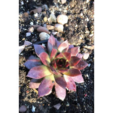 Молодило гібридне Блуд Тіп | Sempervivum hybridum Blood Tip | Молодило гибридное Блуд Тип