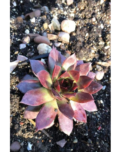 Молодило гібридне Блуд Тіп | Sempervivum hybridum Blood Tip | Молодило гибридное Блуд Тип