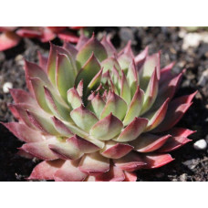 Молодило гібридне Блуд Тіп | Sempervivum hybridum Blood Tip | Молодило гибридное Блуд Тип
