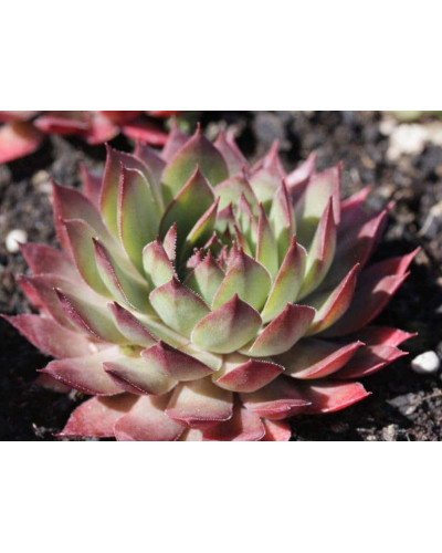 Молодило гібридне Блуд Тіп | Sempervivum hybridum Blood Tip | Молодило гибридное Блуд Тип