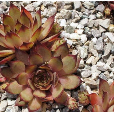 Молодило гібридне Блуд Тіп | Sempervivum hybridum Blood Tip | Молодило гибридное Блуд Тип