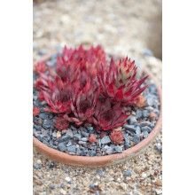 Молодило гібридне Блуд Тіп | Sempervivum hybridum Blood Tip | Молодило гибридное Блуд Тип