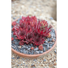 Молодило гібридне Блуд Тіп | Sempervivum hybridum Blood Tip | Молодило гибридное Блуд Тип