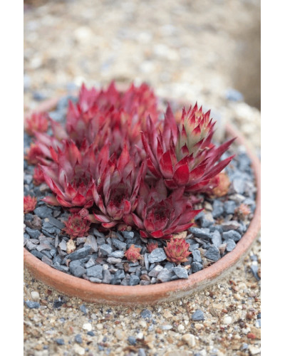 Молодило гібридне Блуд Тіп | Sempervivum hybridum Blood Tip | Молодило гибридное Блуд Тип