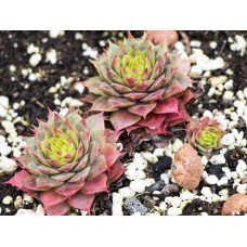 Молодило гібридне Блуд Тіп | Sempervivum hybridum Blood Tip | Молодило гибридное Блуд Тип