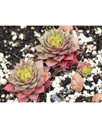 Молодило гібридне Блуд Тіп | Sempervivum hybridum Blood Tip | Молодило гибридное Блуд Тип