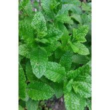 М’ята полунична Альміра | Mentha spicata Almira | Мята клубничная Альмира