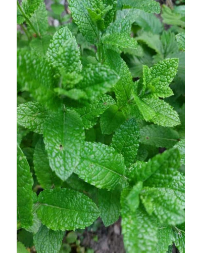 М’ята полунична Альміра | Mentha spicata Almira | Мята клубничная Альмира