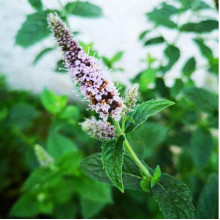 М’ята полунична Альміра | Mentha spicata Almira | Мята клубничная Альмира