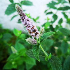 М’ята полунична Альміра | Mentha spicata Almira | Мята клубничная Альмира