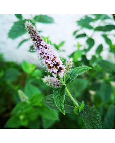 М’ята полунична Альміра | Mentha spicata Almira | Мята клубничная Альмира